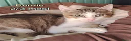 Altre razze gatti in regalo: MICINI URGENTI ADOZIONI! TEMPO SCADUTO  a Provincia di Arezzo - Annuncio 7
