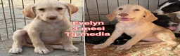 Meticcio cani in regalo: CUCCIOLI SOLI ED ESCLUSI  a Città Metropolitana di Genova - Annuncio 9