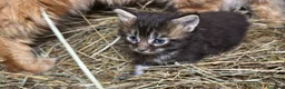 Maine Coon gatti in vendita: Cucciolo maine coon bellissimo  - Annuncio 17