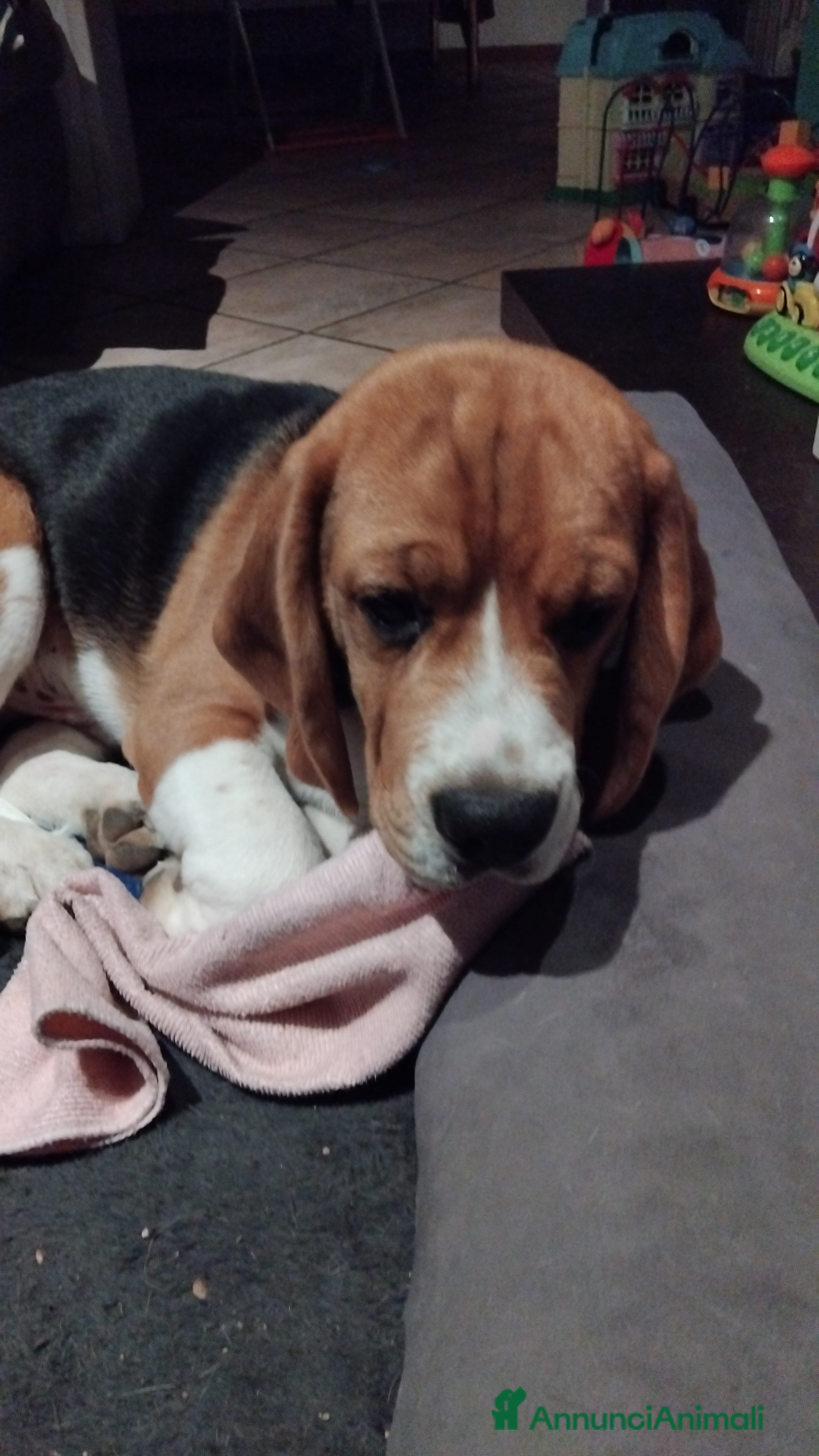 Beagle cani Cucciolo Beagle - Annuncio 2