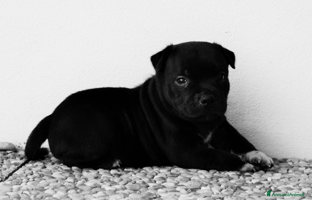 Staffordshire cani in vendita: CUCCIOLI DI STAFFORSHIRE BULL TERRIER  - Annuncio 5