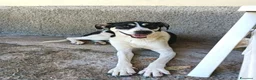 Meticcio cani in regalo: Luna una cagnolona invisibile in cerca di casa  - Annuncio 7