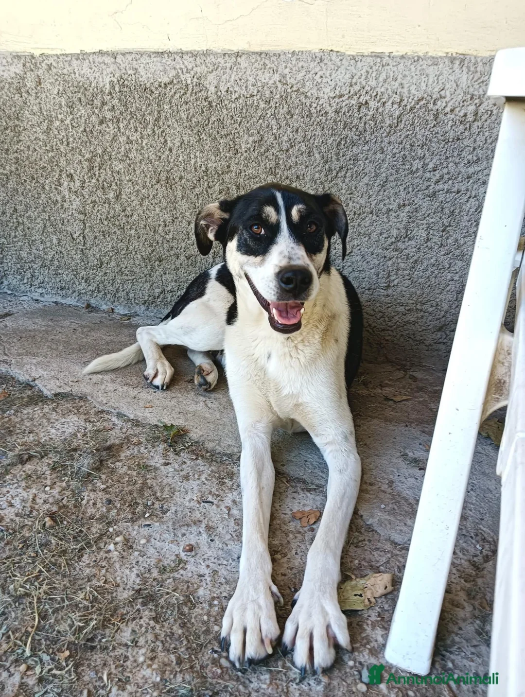 Meticcio cani in regalo: Luna una cagnolona invisibile in cerca di casa  - Annuncio 7