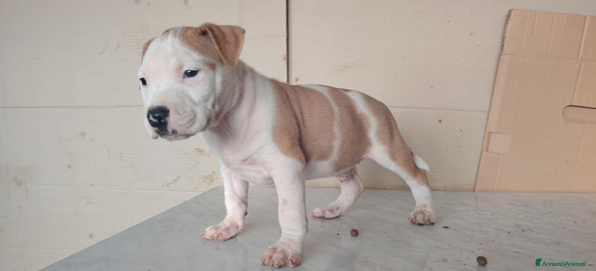 American Staffordshire cani American Staffordshire terrier - Annuncio 41