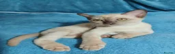 Burmese gatti in vendita: Gattine Burmesi Europei Cioccolato e Lilla - Annuncio 8