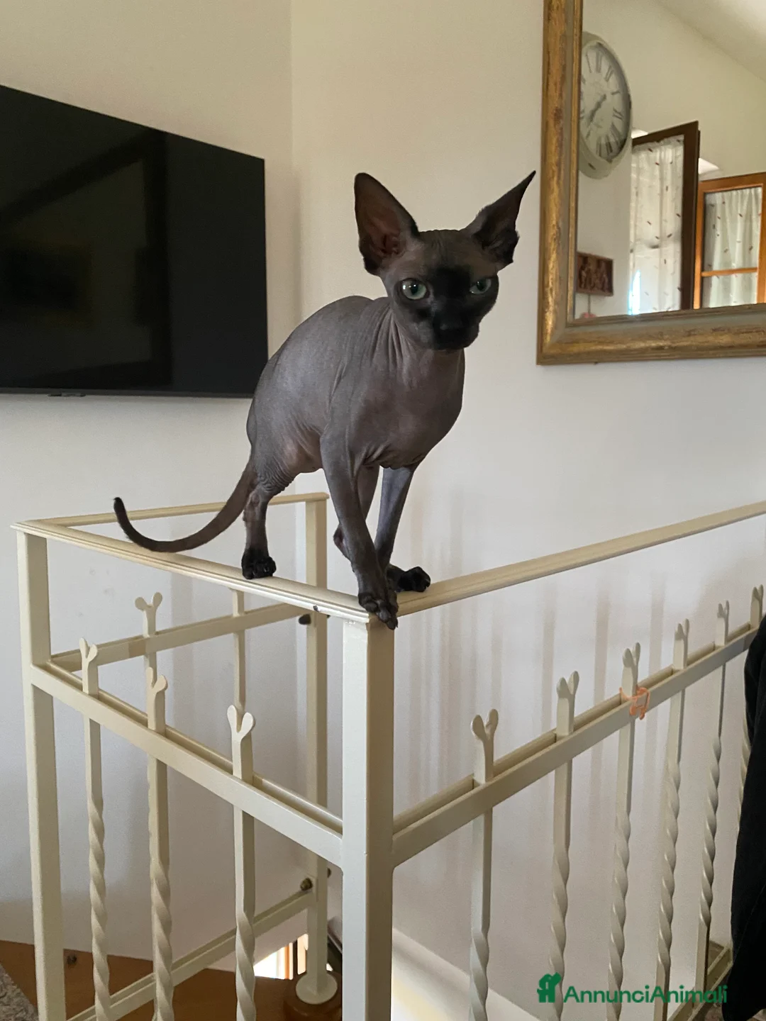 Sphynx gatti in vendita: Gatti sphynx - Annuncio 2