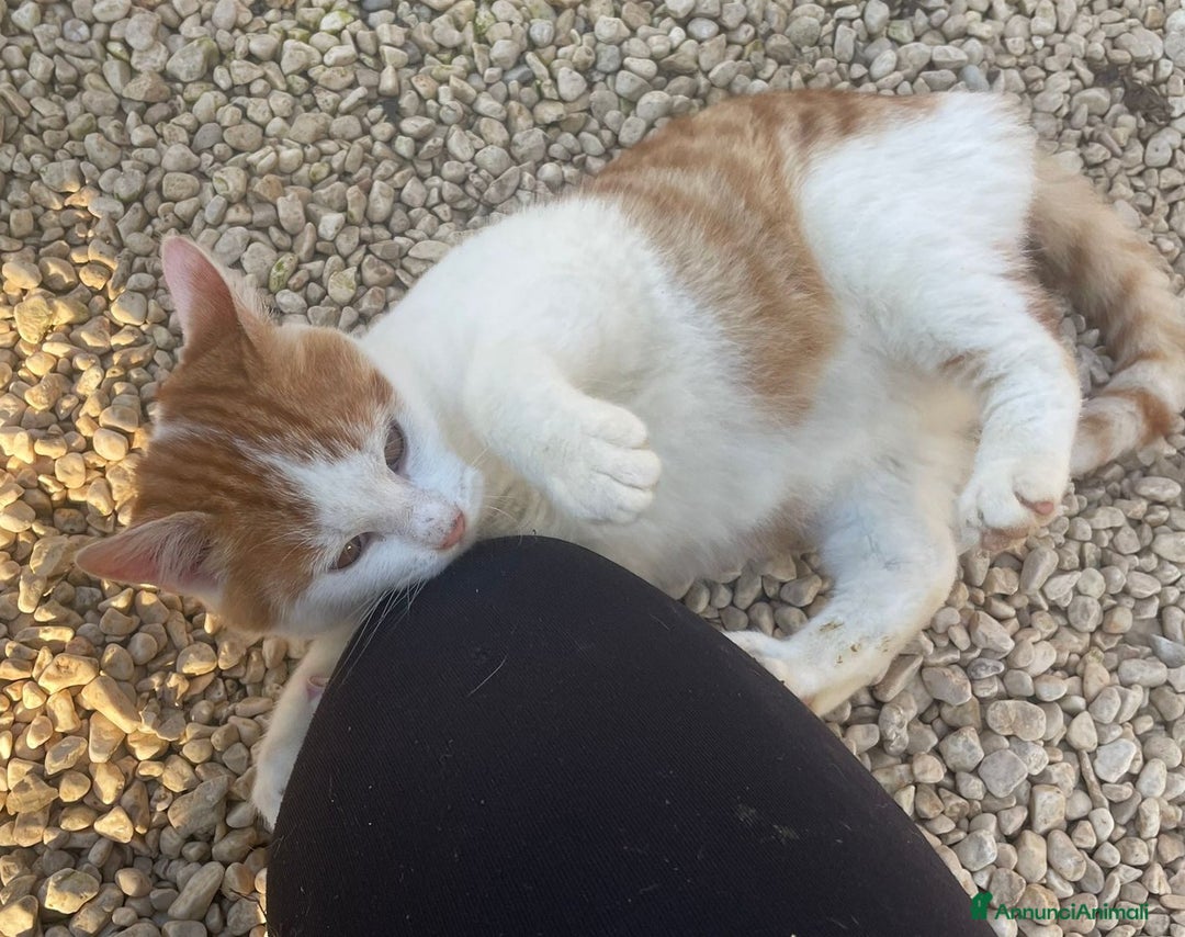 Meticcio gatti in regalo: TENERO GATTINO ROSSO - Annuncio 5