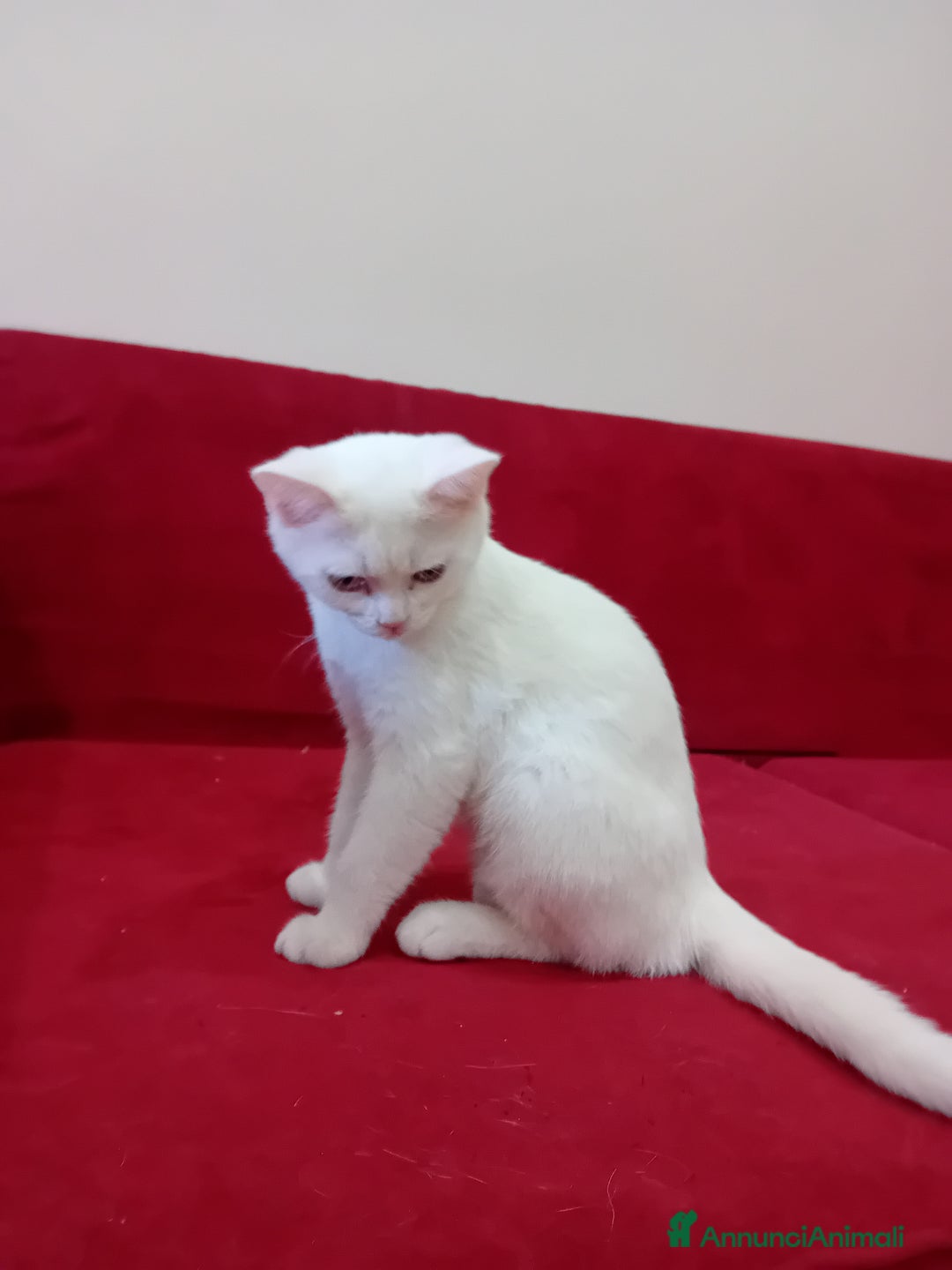 Scottish gatti in vendita: Scottish Straight e fold a Provincia di Piacenza - Immagine 7