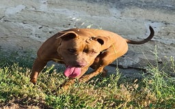 Pitbull cani in regalo: Jago, il rosso  a Città Metropolitana di Bari - Immagine 11