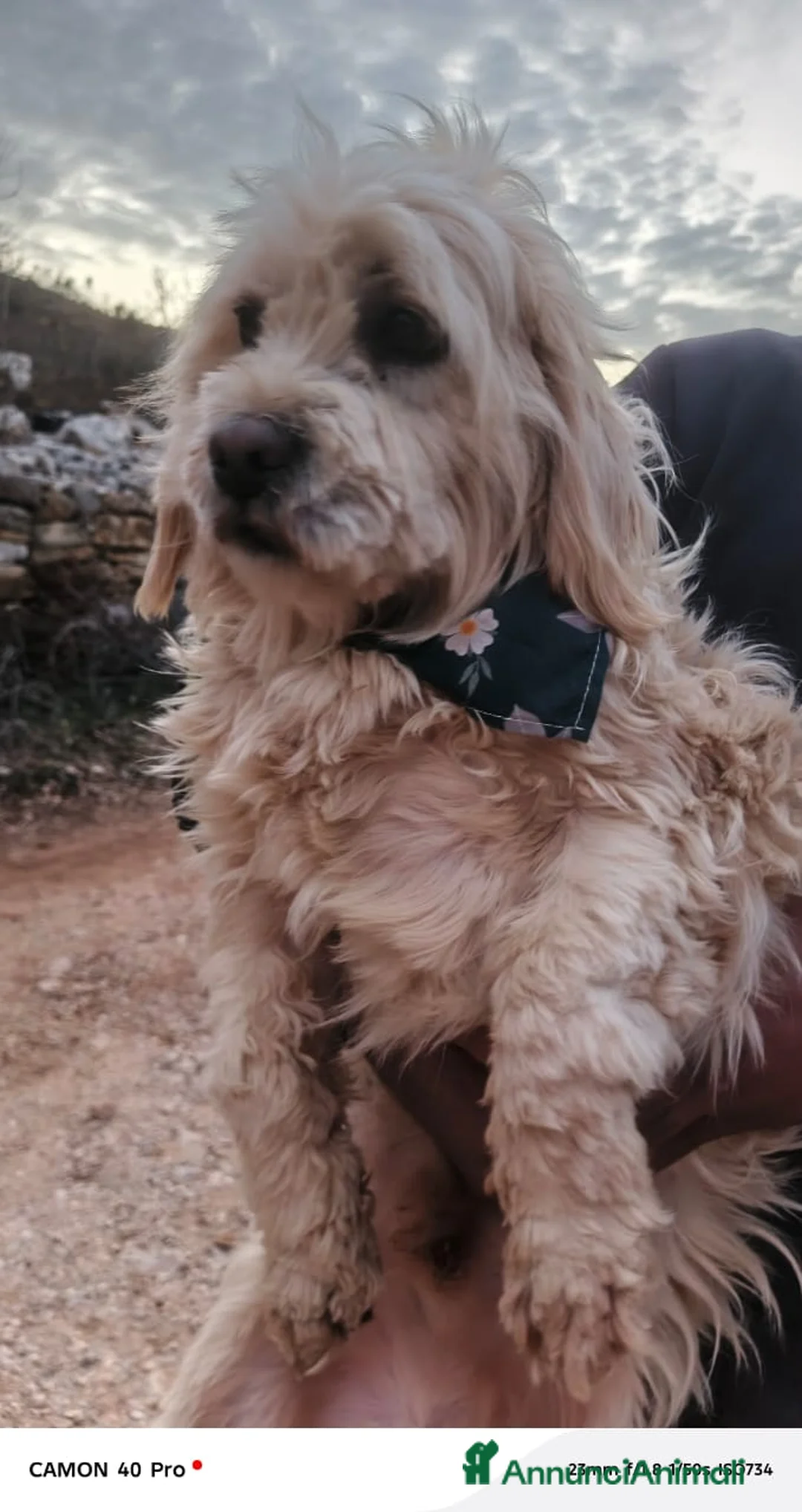 Meticcio cani in regalo: Snoopy, un meticcio coccolone - Annuncio 4