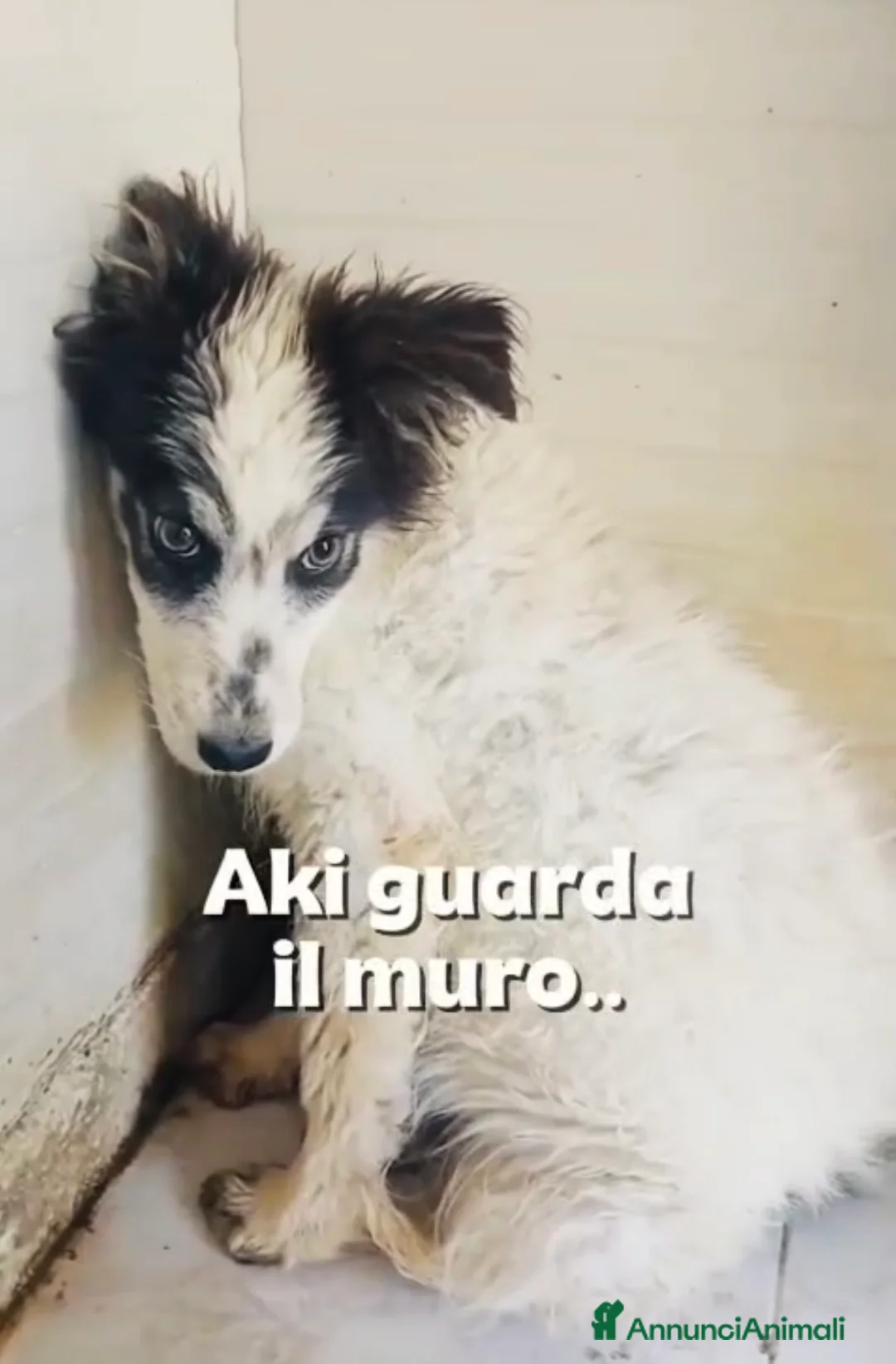 Meticcio cani in regalo: Aki favoloso cucciolo a pelo lungo  - Annuncio 1