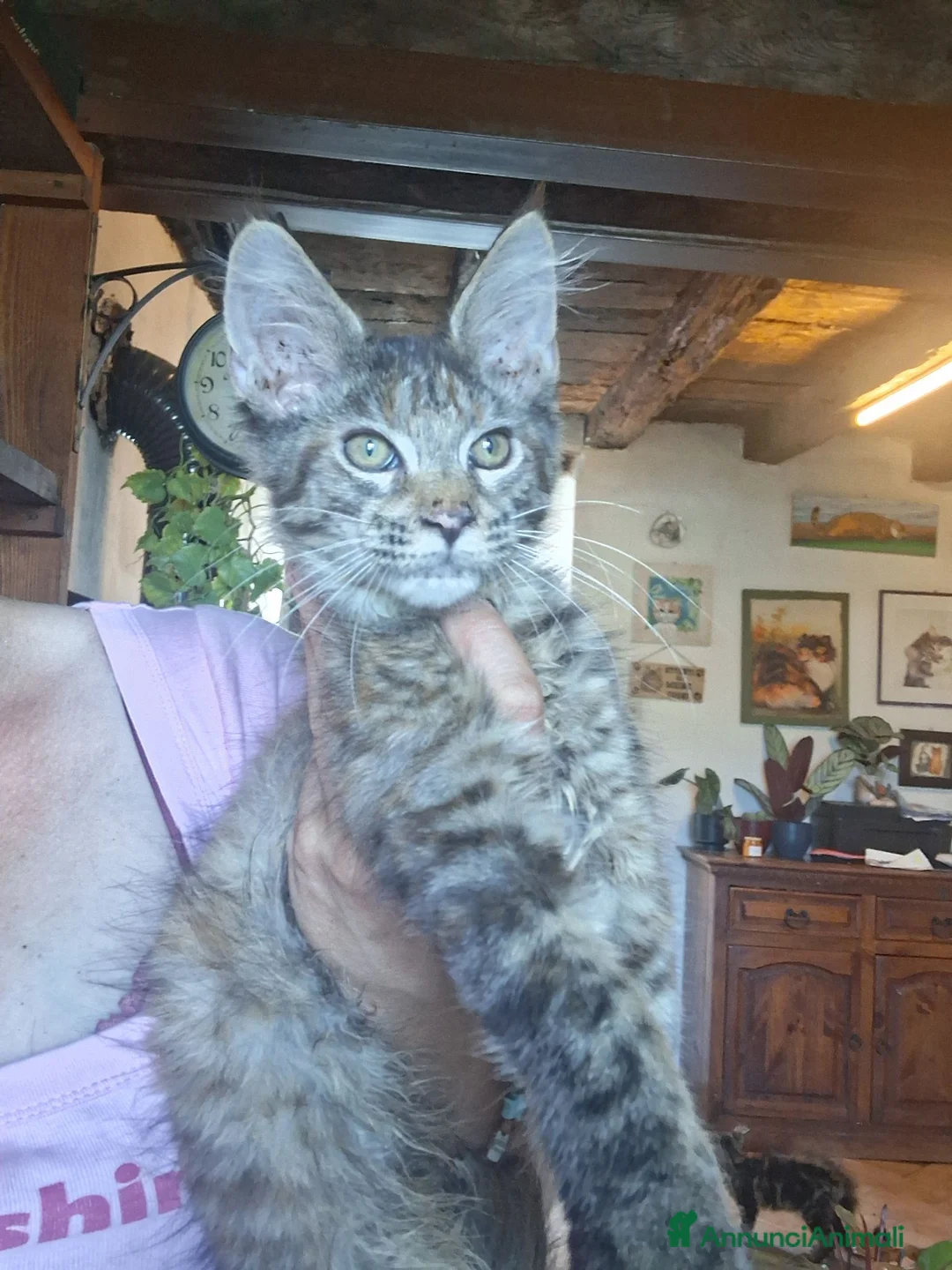 Maine Coon gatti in vendita: Gattina maine coon - Annuncio 7