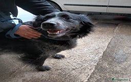 Meticcio cani in regalo: VIRGINIO  a Provincia di Avellino - Immagine 1