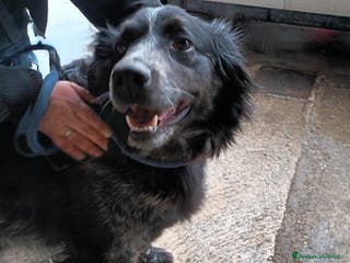 Meticcio cani VIRGINIO a Provincia di Avellino - Annuncio 11