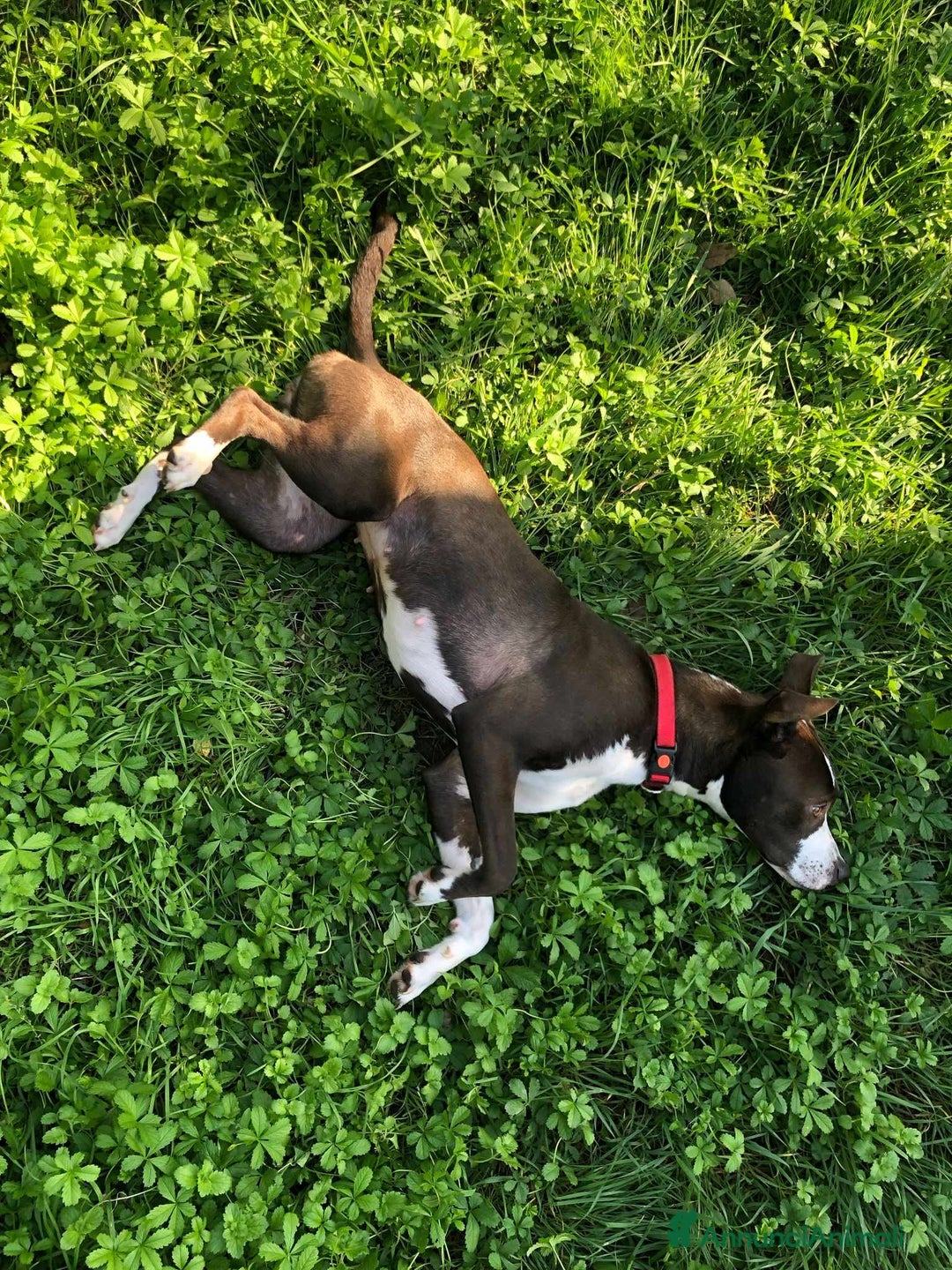 Pitbull cani in regalo: OLIVIA, dolcissima mix PIT cerca casa! - Annuncio 11