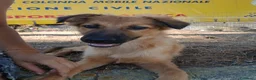 Meticcio cani in regalo: BERGAMOTTO 💙 PRONTO A UNA NUOVA VITA - Annuncio 7