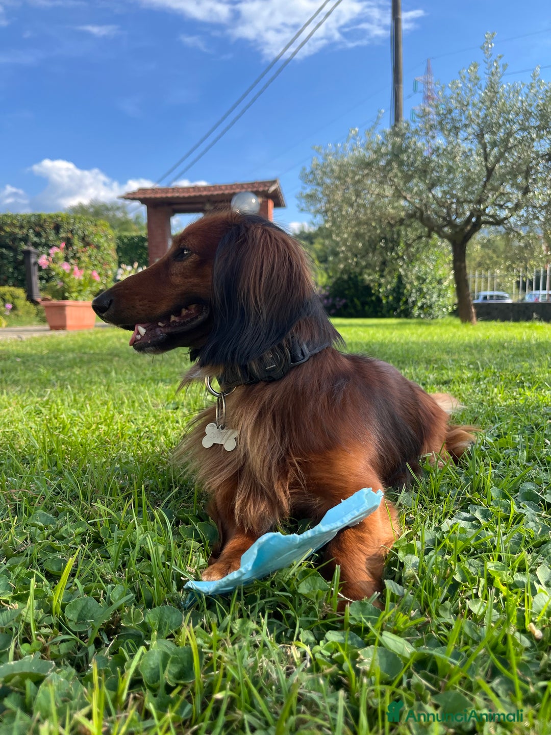 Bassotto cani per accoppiamento: Bassotto a pelo lungo maschio - Annuncio 2