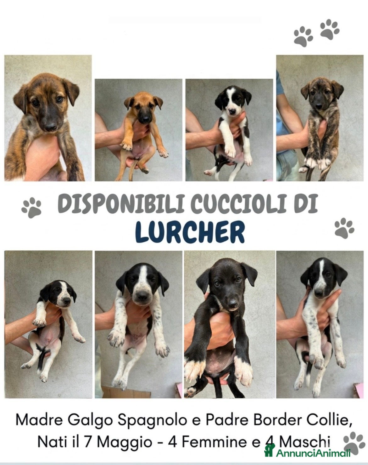 Meticcio cani Lurcher  - Annuncio 36