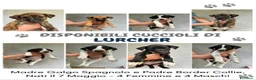 Meticcio cani in vendita: Lurcher  a Provincia di Treviso - Annuncio 1