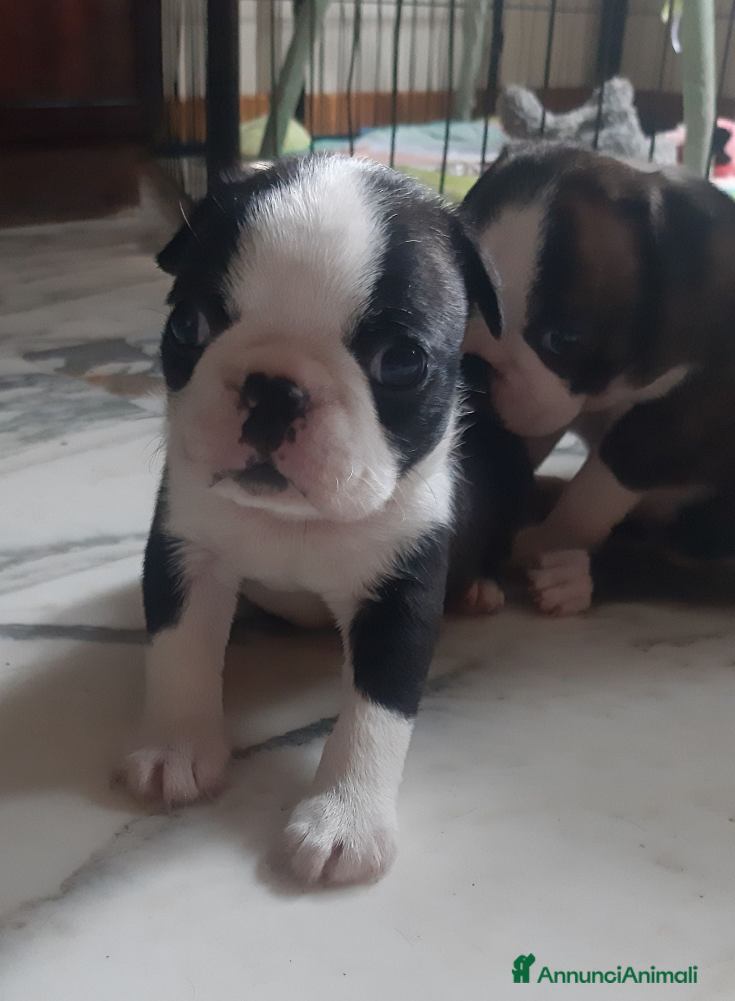 Boston Terrier cani Cuccioli di Boston terrier con pedigree  - Annuncio 5
