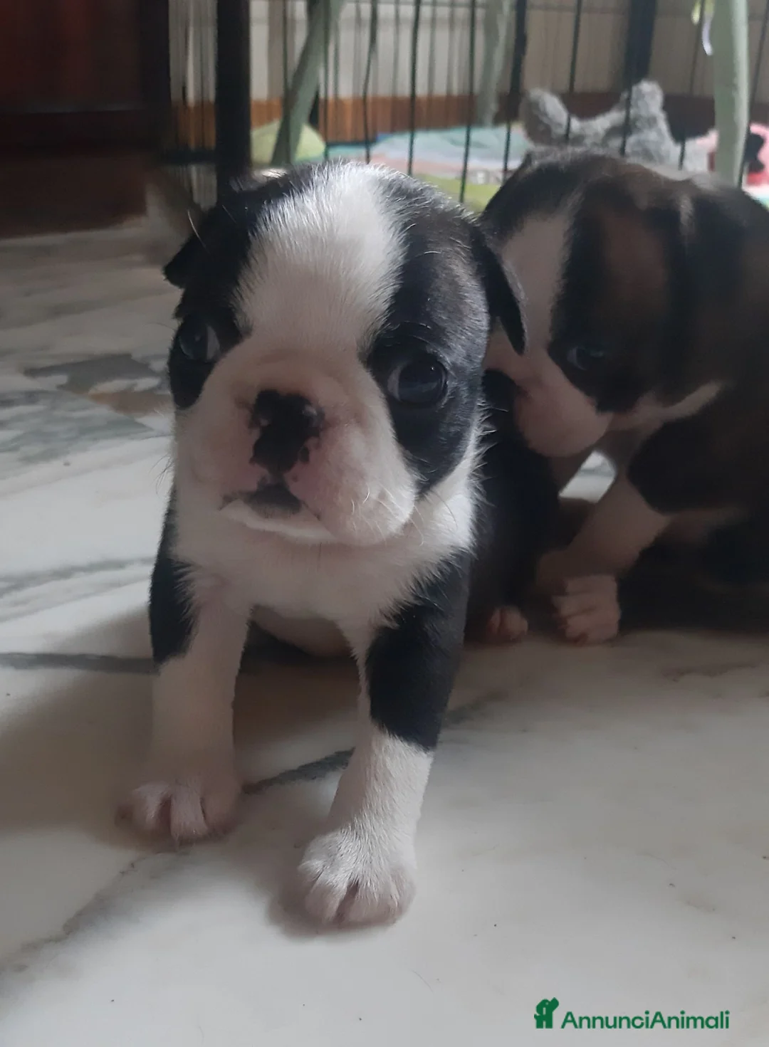 Boston Terrier cani in vendita: Cuccioli di Boston terrier con pedigree  - Annuncio 1