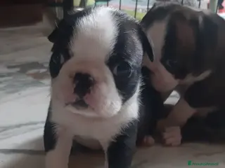 Boston Terrier cani Cuccioli di Boston terrier con pedigree - Annuncio 5