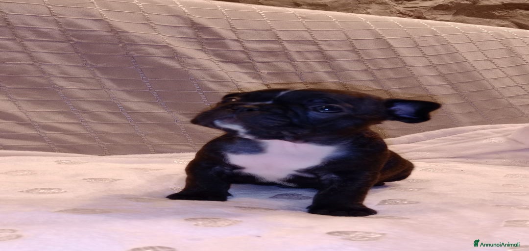 Immagine della galleria {{count}}