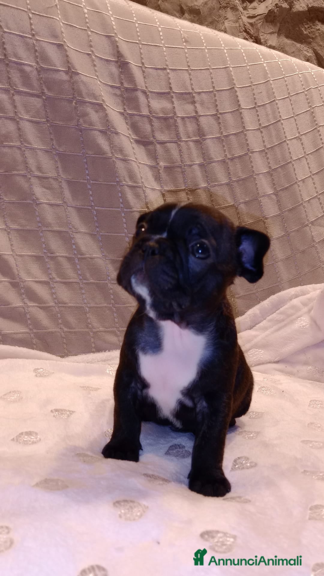 Immagine della galleria {{count}}