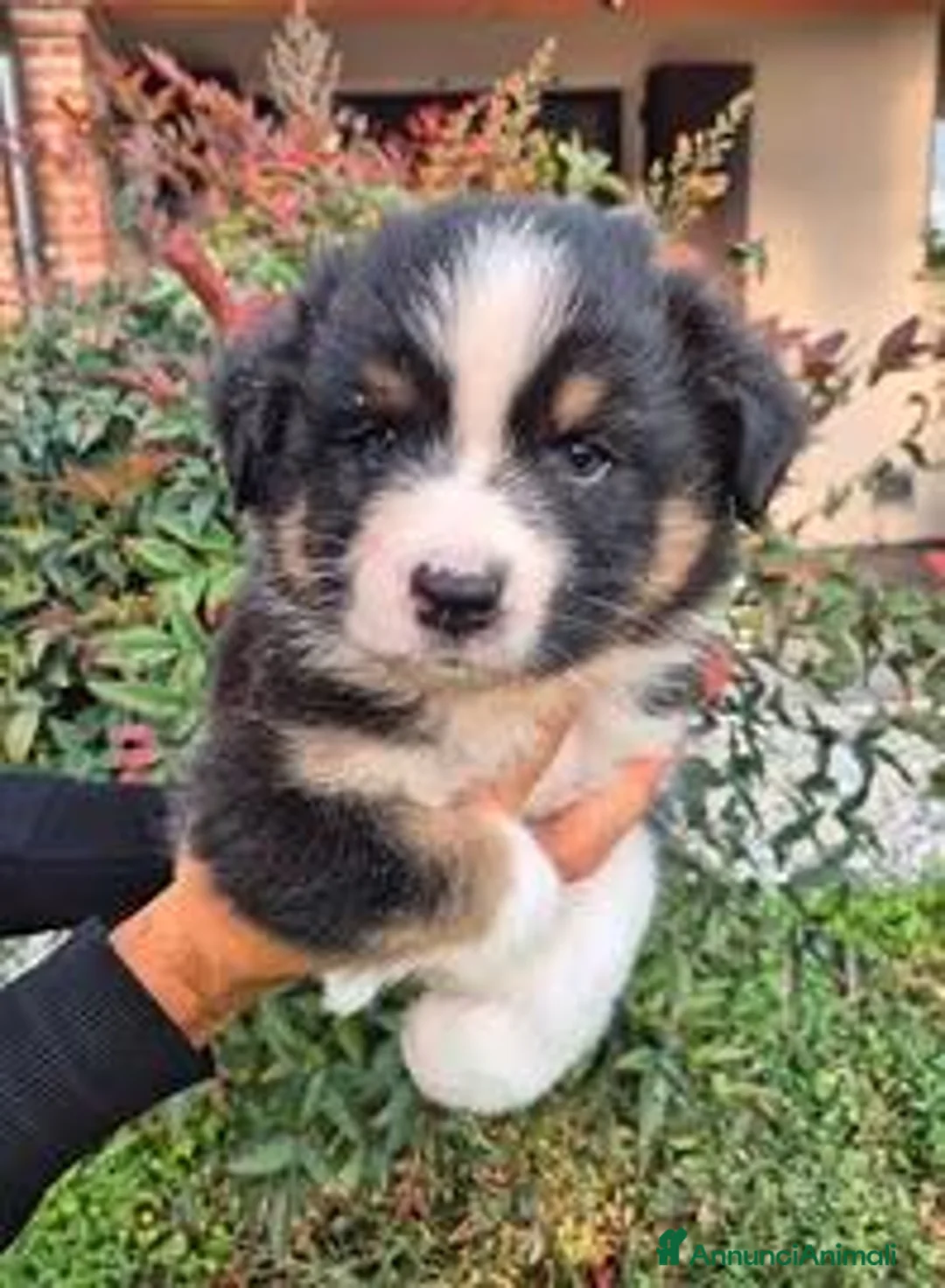 Australian Shepherd cani in vendita: Pastori australiani - cuccioli disponibili - Annuncio 2