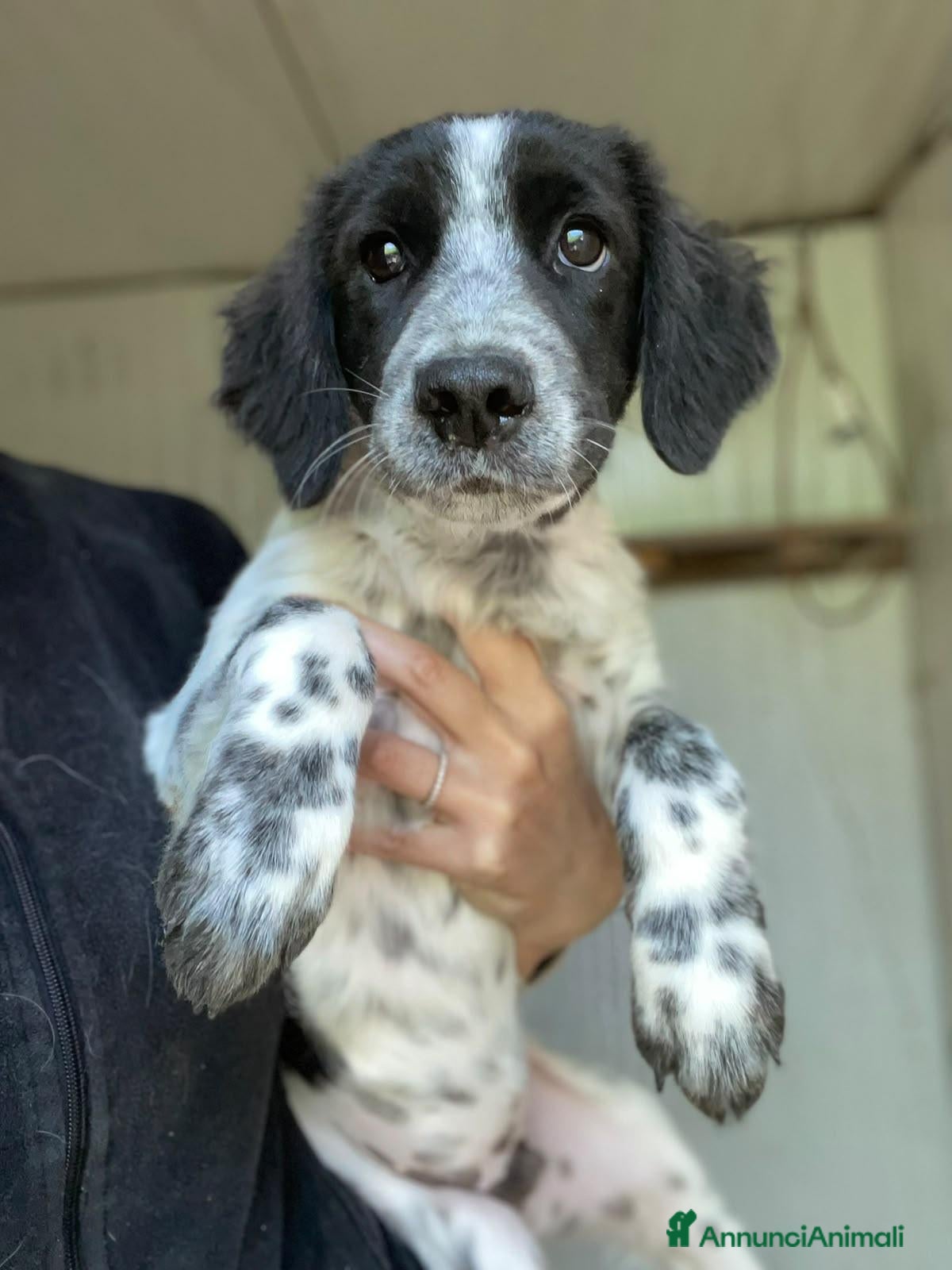 Setter Inglese cani SPLENDIDI SIMIL SETTERINI - Annuncio 5
