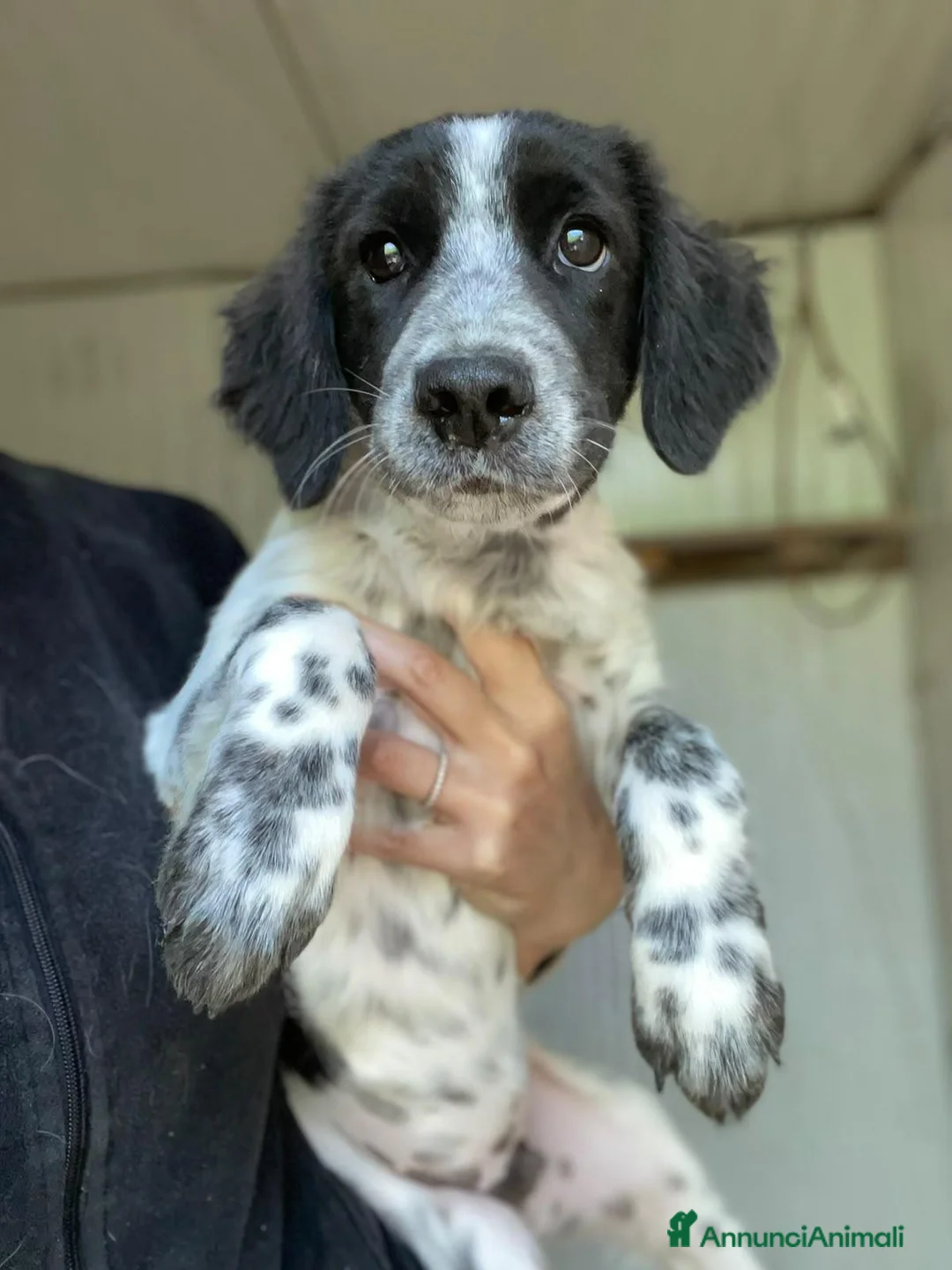 Setter Inglese cani in regalo: SPLENDIDI SIMIL SETTERINI - Annuncio 1