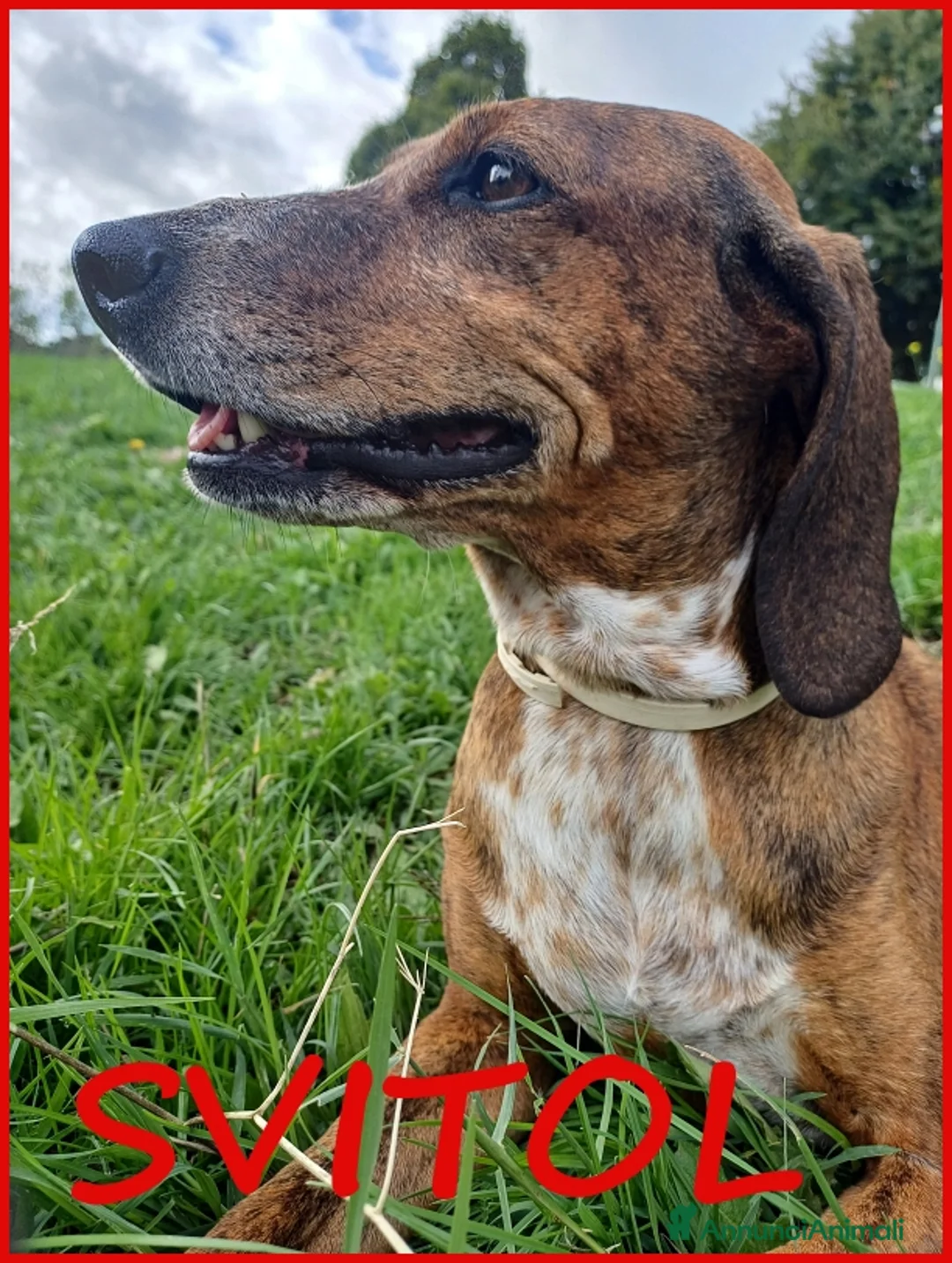 Meticcio cani in regalo: SVITOL segugetta 5 anni ha ancor bisogno - Annuncio 1