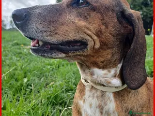 Meticcio cani SVITOL segugetta 5 anni ha ancor bisogno - Annuncio 1