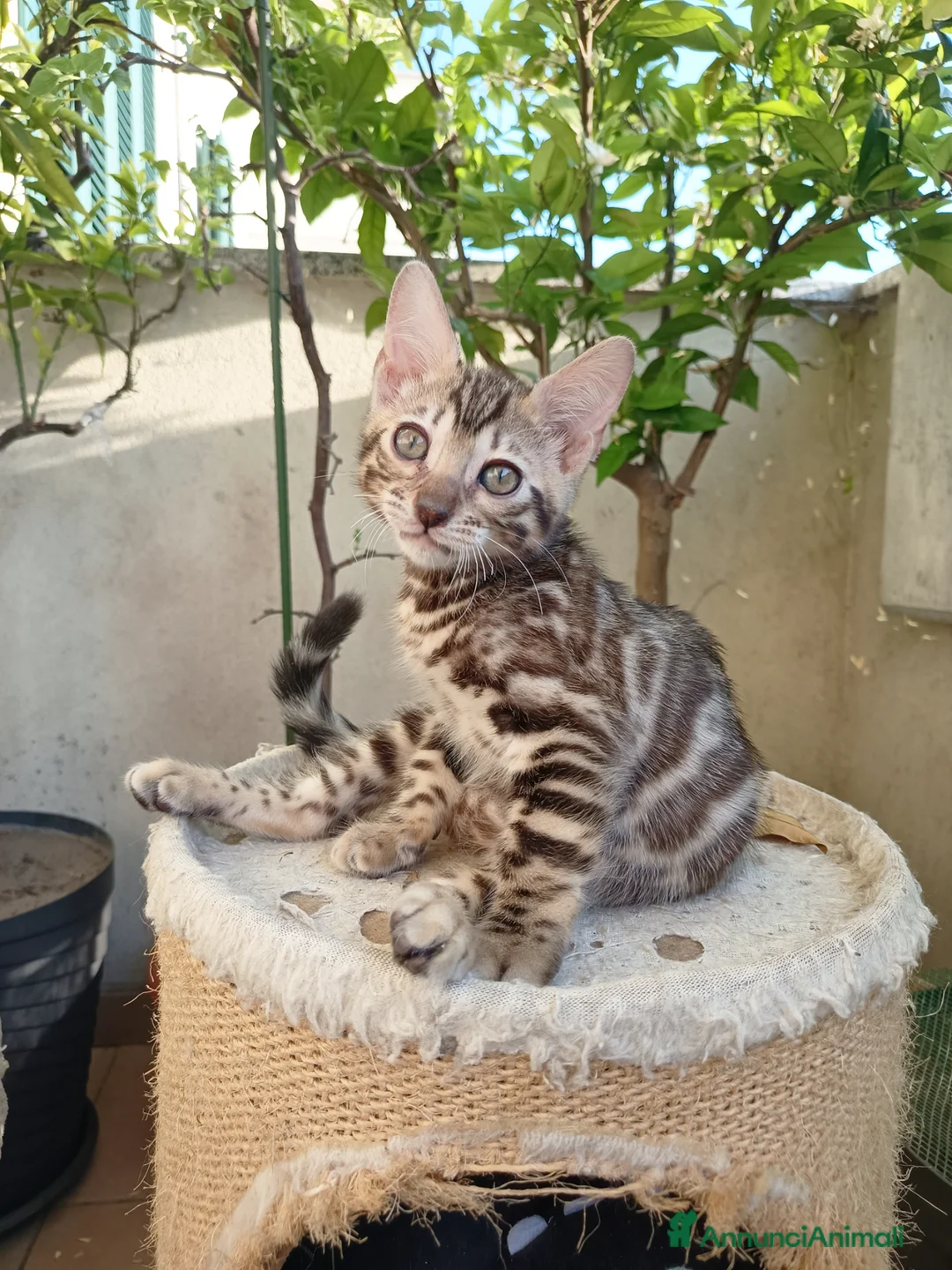 Bengala gatti in vendita: le feminucce del Selected Breed 🥰 - Annuncio 2