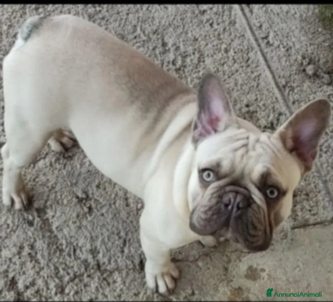 Bulldog Francese cani in vendita: Cucciola bulldog francese  - Annuncio 5