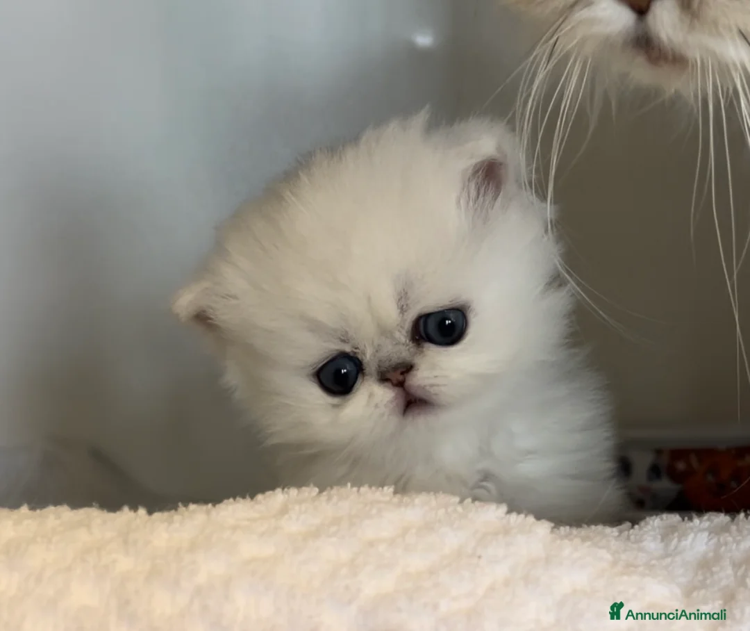 Immagine della galleria {{count}}