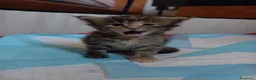Maine Coon gatti in vendita: Simpatica cucciola Maine coon  - Annuncio 7