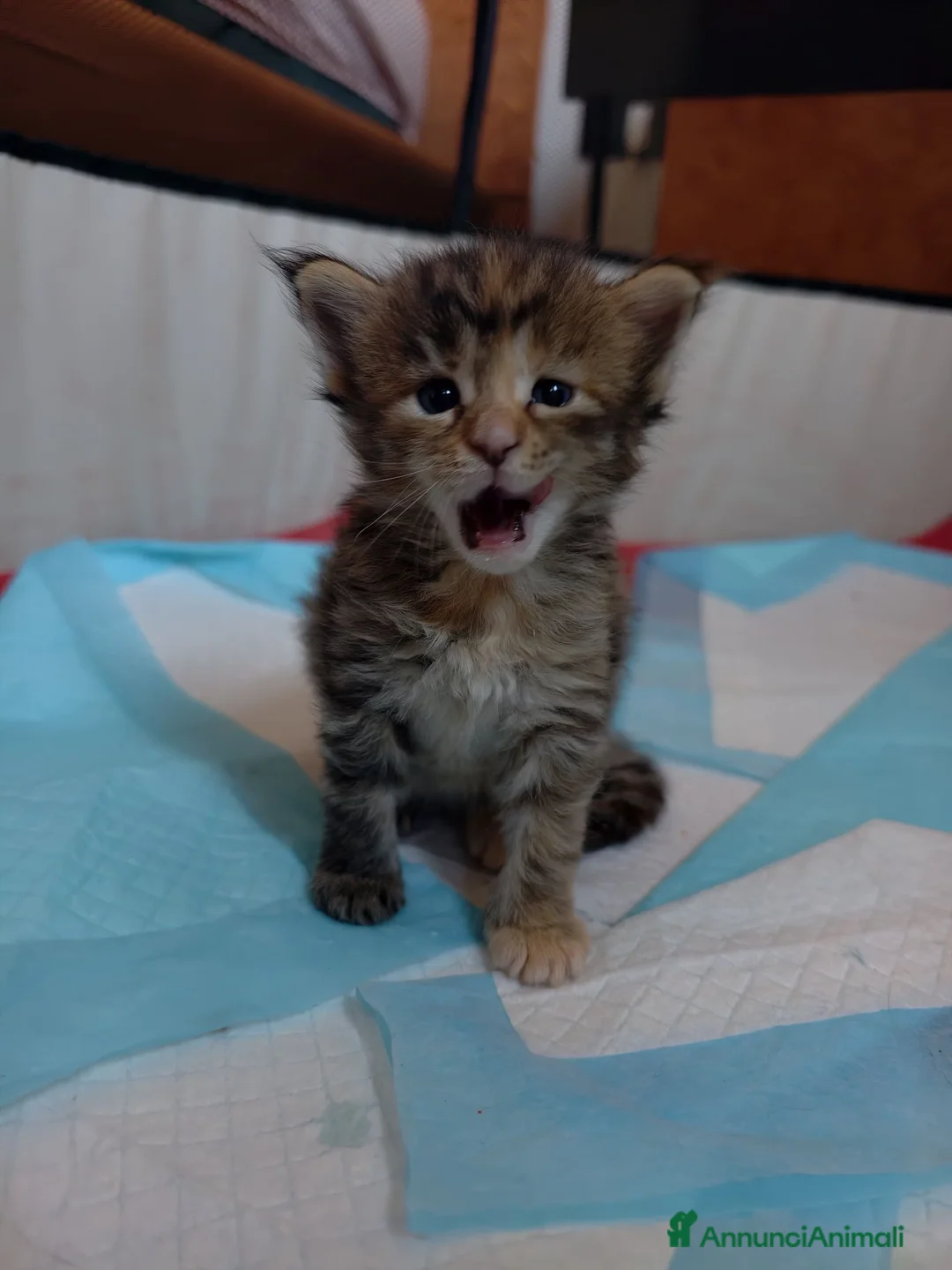 Maine Coon gatti in vendita: Simpatica cucciola Maine coon  - Annuncio 7