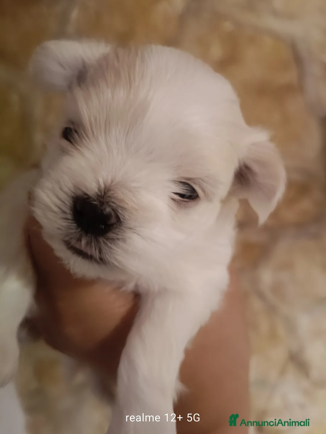 Maltese cani in vendita: Maltese - Annuncio 4