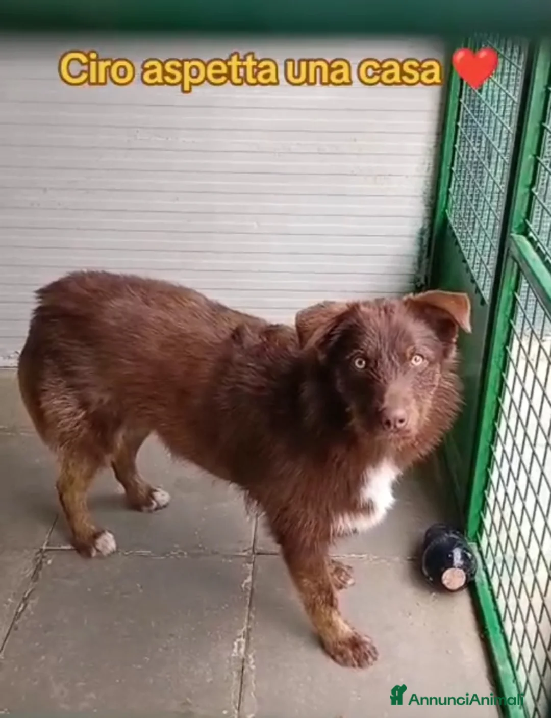 Meticcio cani in regalo: Ciro 2anni e 1/2 fulvo occhi ambra,INVISIBILE! SUD - Annuncio 6