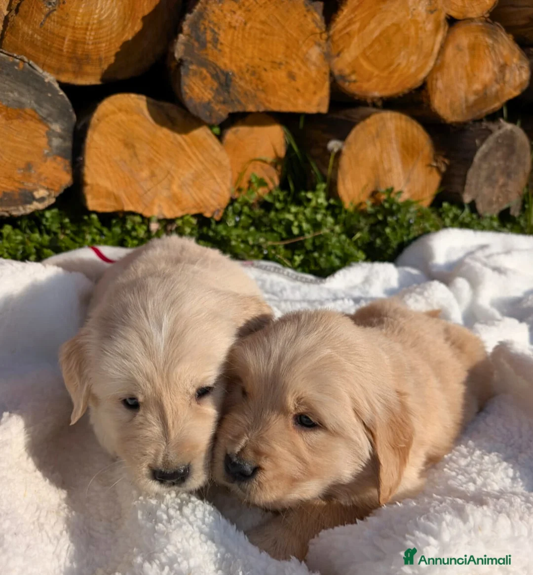 Golden Retriever cani in vendita: CUCCIOLI GOLDEN RETRIEVER LINEA ANGLOAMERICANA - Annuncio 5