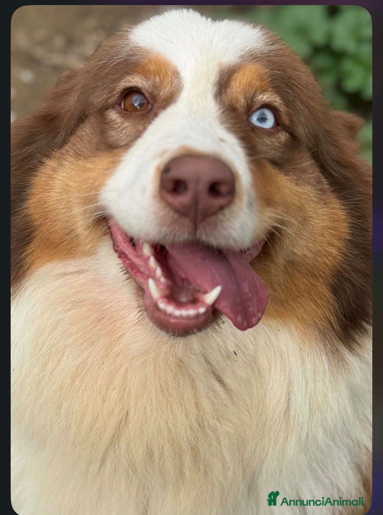 Australian Shepherd cani Cuccioli pastore australiano  - Annuncio 29