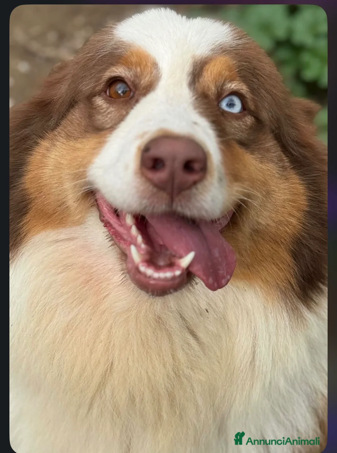 Australian Shepherd cani in vendita: Cuccioli pastore australiano  a Città metropolitana di Roma Capitale - Annuncio 1