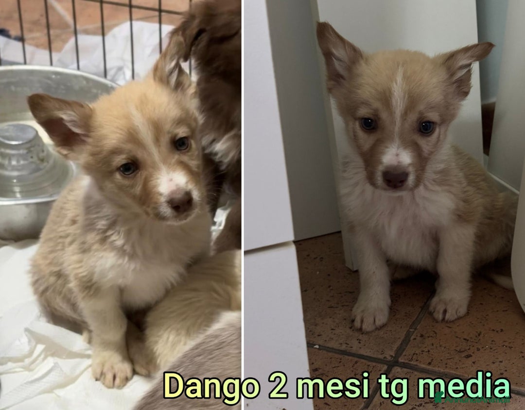 Meticcio cani in regalo: CUCCIOLI,  URGENTE: TEMPO SCADUTO! - Annuncio 4