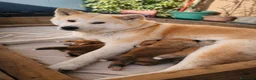 Akita Inu cani in vendita: Cuccioli Akita Inu – disponibili ancora 3 cuccioli - Annuncio 11