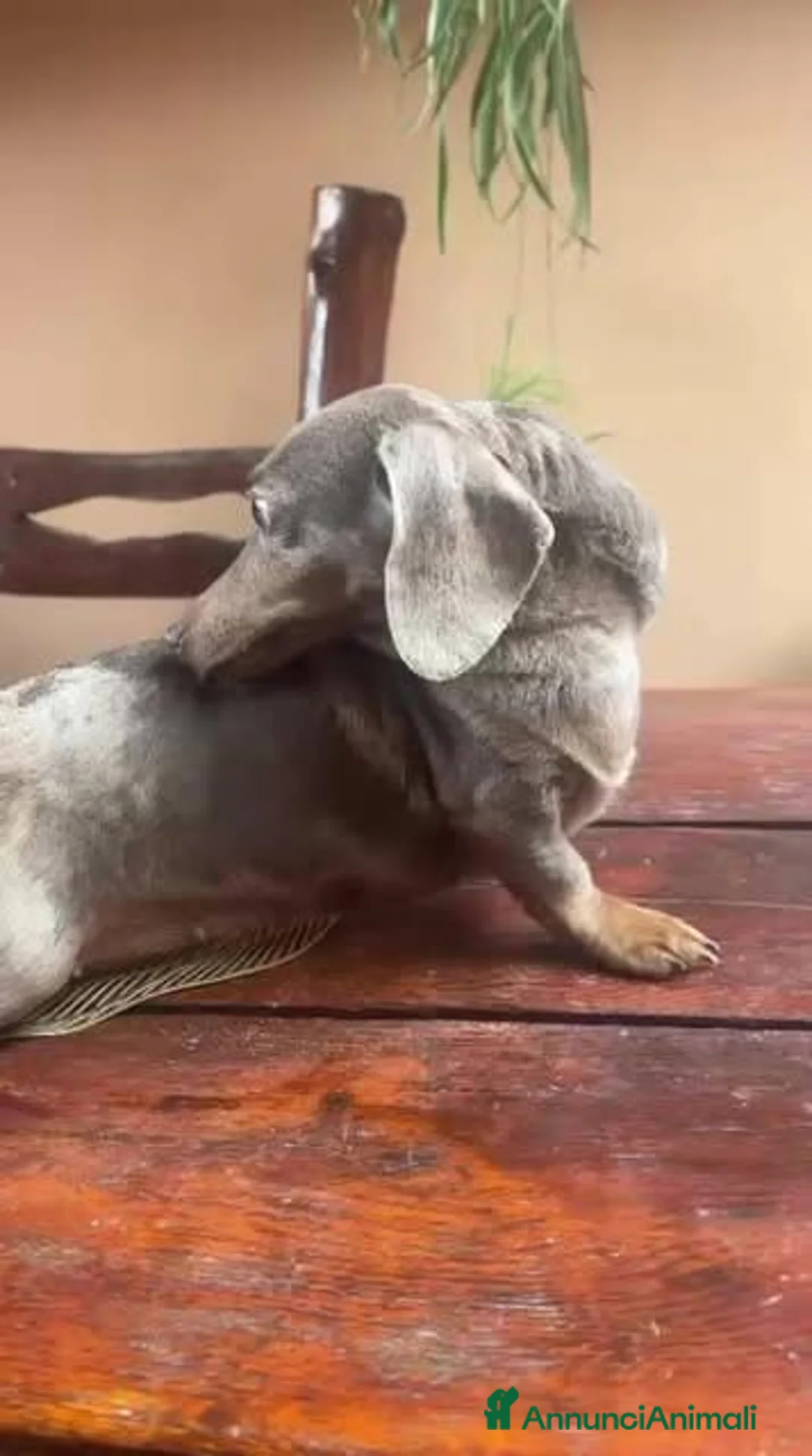 Bassotto cani in vendita: Bassotto femmina arlecchino isabella a Provincia di Taranto - Annuncio 2