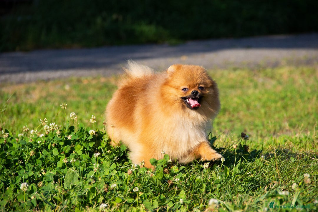 Spitz cani in vendita: Disponibile 1 Cucciolo di Spitz Pomerania a Provincia di Sondrio - Immagine 7
