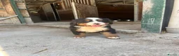 Bovaro del Bernese cani in vendita: Cucciolo bovaro del bernese  a Provincia di Salerno - Annuncio 6