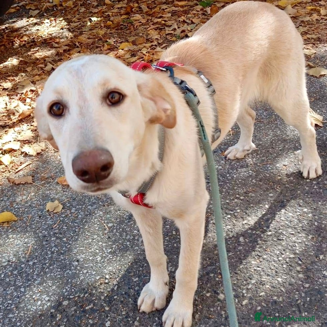 Meticcio cani in regalo: Shakira dolce cucciola 5 mesi taglia media  - Annuncio 1