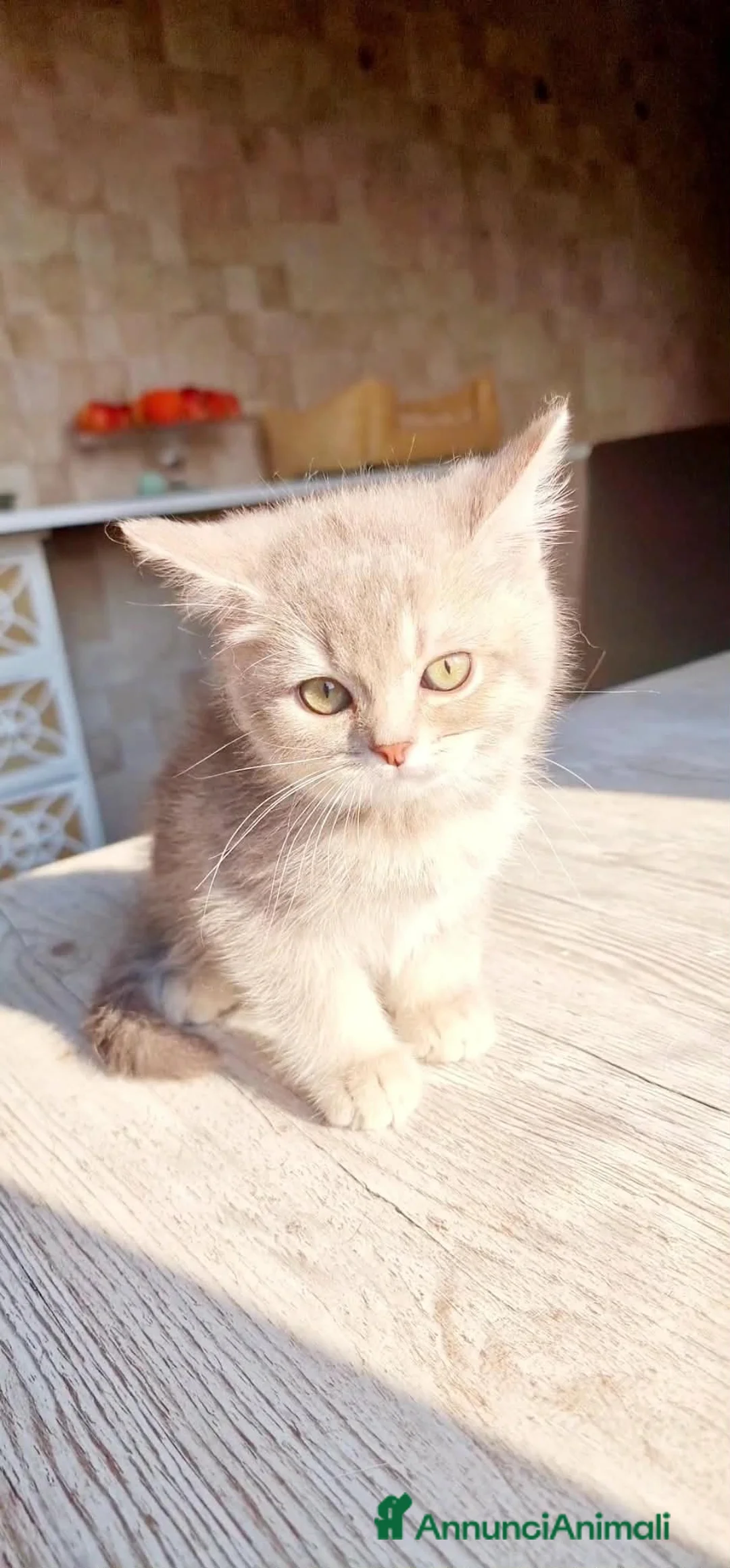 British gatti in vendita: Ultimo maschietto British colore Blue Gold  - Annuncio 6